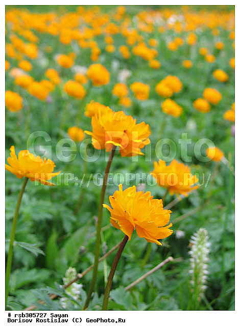 ��������� ����, ����, �����, �����, ����������, �����