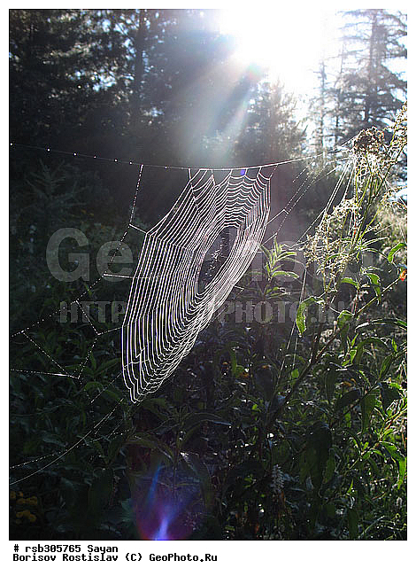 �����, �������, ������