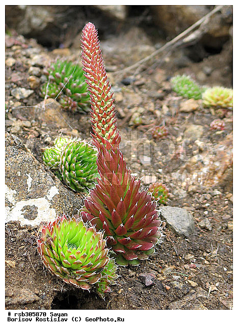 ������������� �������, ��������