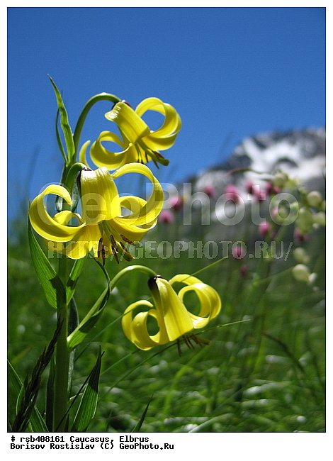 ������, ����� ����������������, ������������, ����, �����, �����, ����� �� ���� ���