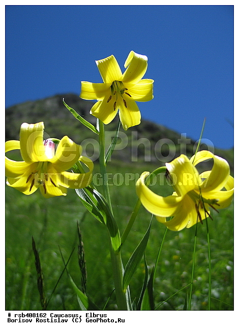 ������, ����� ����������������, ������������, �����, ������