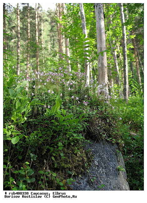 ������, ������������, ���, ������, ������ ��������, �����, ��������, ���������� ��������, ���������, ����������, ����������� ��������, �����������, �����������, ������������ ��������, ������������ ��������, ������, �����, XYZ, �����������, ������������, Caprifoliaceae, ������ ��������, Linnaea borealis