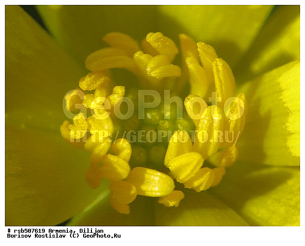 �����, �����, ������