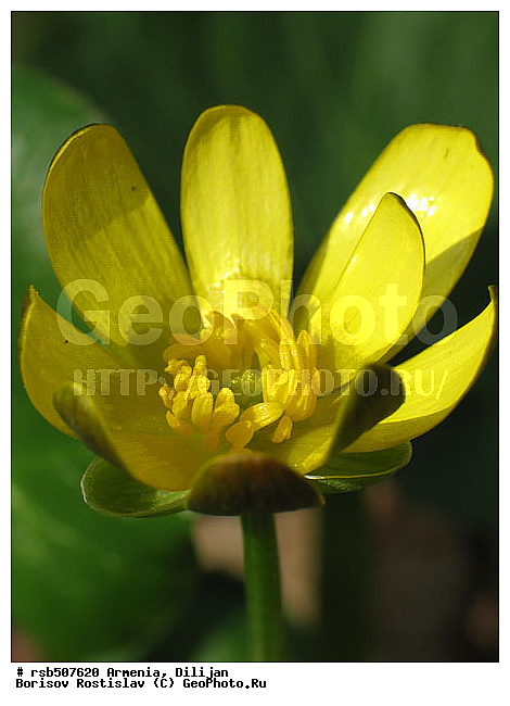 �����, �����, ������