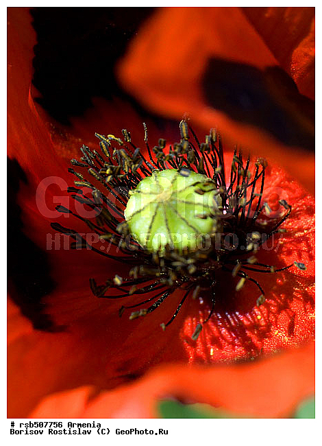 ���, ������