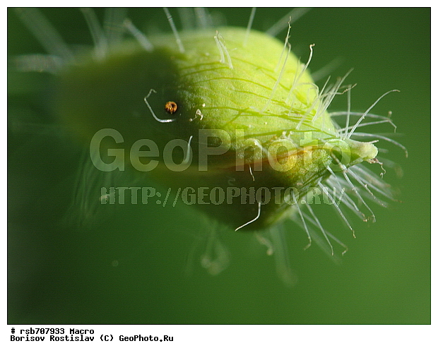 �����, �����, �������� �������, ��������