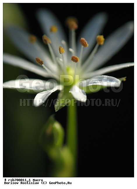 ����������, �����, ����������, �������, ������