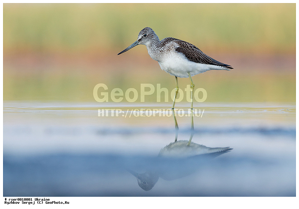 �������, ��������, ��������, �����, �����, ��������, �����������, XYZ, ���������, Scolopacidae, ������� ����, Tringa nebularia, �����, ������