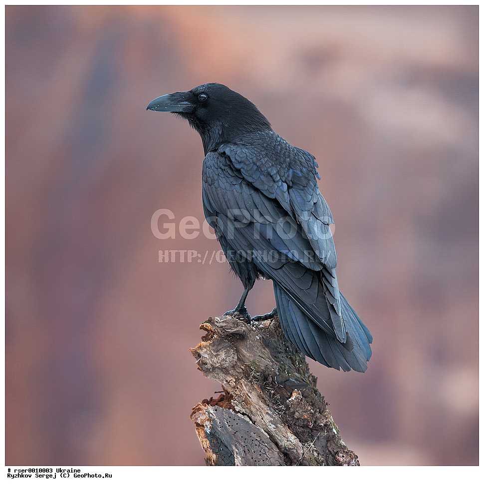 �������, ��������, ��������, �����, �����, ��������, �����������, XYZ, ��������, ���������, Corvidae, �����, Corvus corax