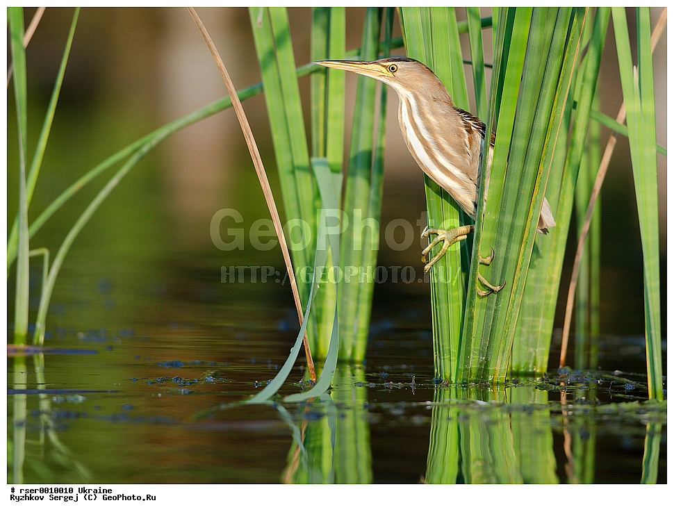 �������, ��������, ��������, �����, �����, ��������, �����������, XYZ, ��������, Ardeidae, ����� ����, ������, Ixobrychus minutus