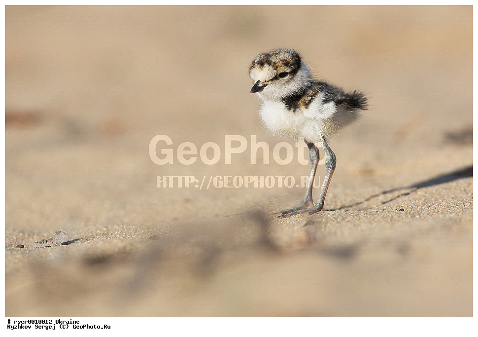 �������, ��������, ��������, �����, �����, ��������, �����������, XYZ, �����, ������, ���������, Charadriidae, ����� ���, ����� ����, Charadrius dubius