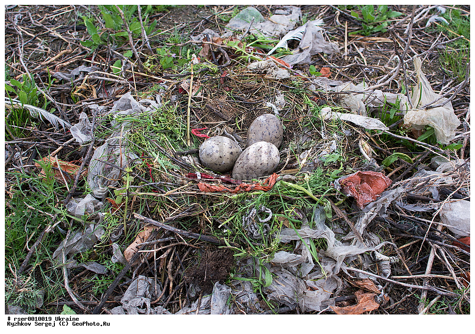 �������, ��������, ��������, �����, �����, ��������, �����������, XYZ, ������� �����, ������� �����, ��������, Laridae, ���������, C������ �����, Larus cachinnans