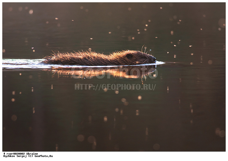 ������������ �������, �������, ��������, ��������, �������������, �������������, �����, �����, XYZ, �������, ��������, Castoridae, ������������ ����, ������ ����, Castor fiber