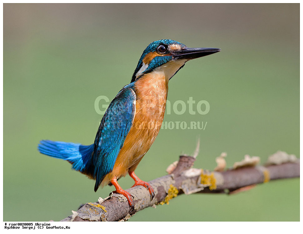 ������������ �������, �������, ��������, ��������, �����, �����, ��������, �����������, XYZ, ������������, Alcedinidae, ������������ ���������, Alcedo atthis