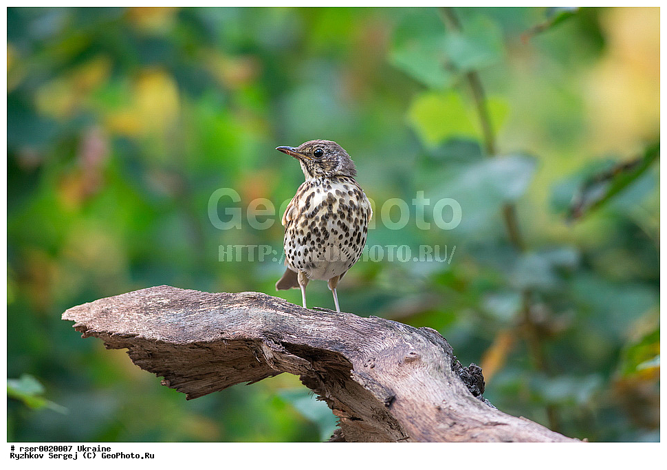 ������������ �������, �������, ��������, ��������, �����, �����, ��������, �����������, XYZ, ���������, Turdidae, ������ �����, Turdus philomelos