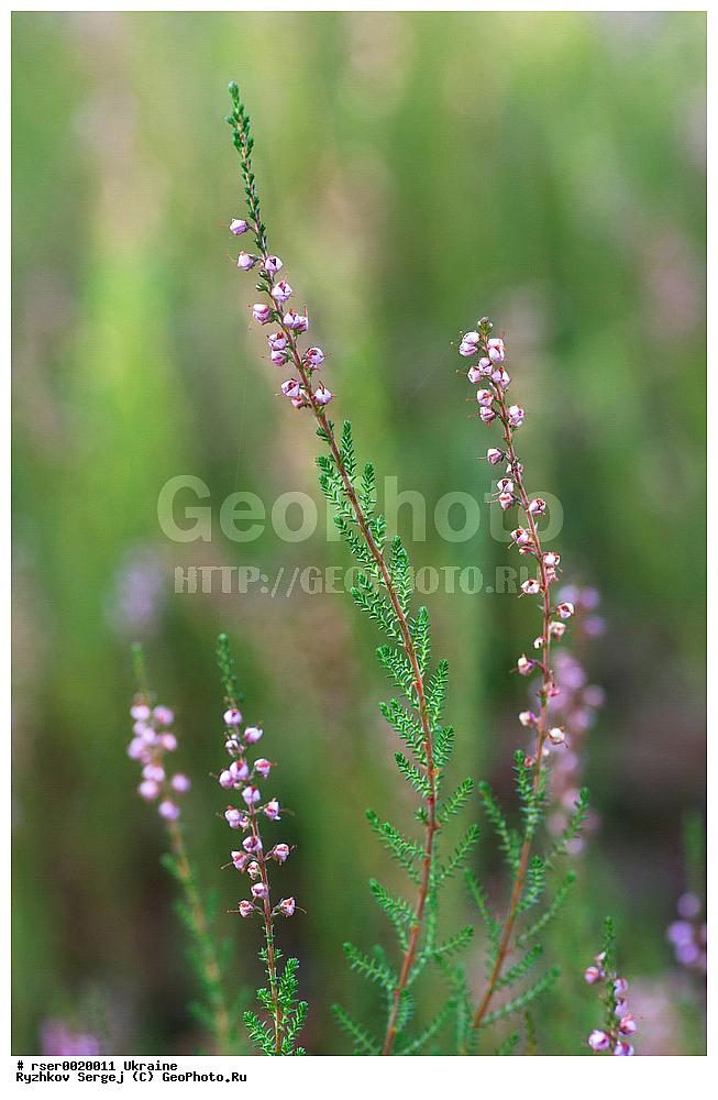 ������������ �������, �������, ������ ��������, �����, ���������� ��������, ������������ ��������, ������������ ��������, XYZ, ������, �����, ����������, Ericaceae, ������������ ������, Calluna vulgaris