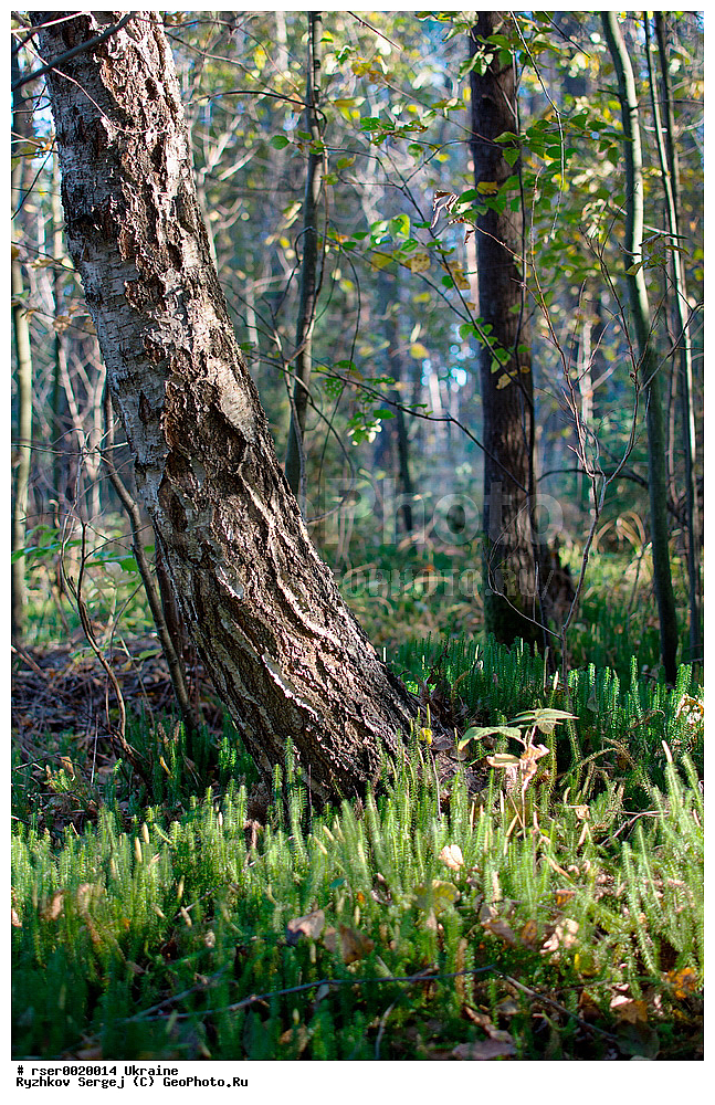 ������������ �������, �������, ������ ��������, �����, ���������� ��������, ������������ ��������, ������������ ��������, XYZ, ���������, Lycopodiaceae, ����� ��������, ����� ���������, ����� ������, ����� �������, Lycopodium annotinum, Spinulum annotinum