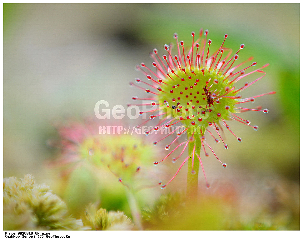 ������������ �������, �������, ������ ��������, �����, ���������� ��������, ������������ ��������, ������������ ��������, XYZ, ������, �����, ���������� Droseraceae, ������� �������������, Drosera rotundifolia