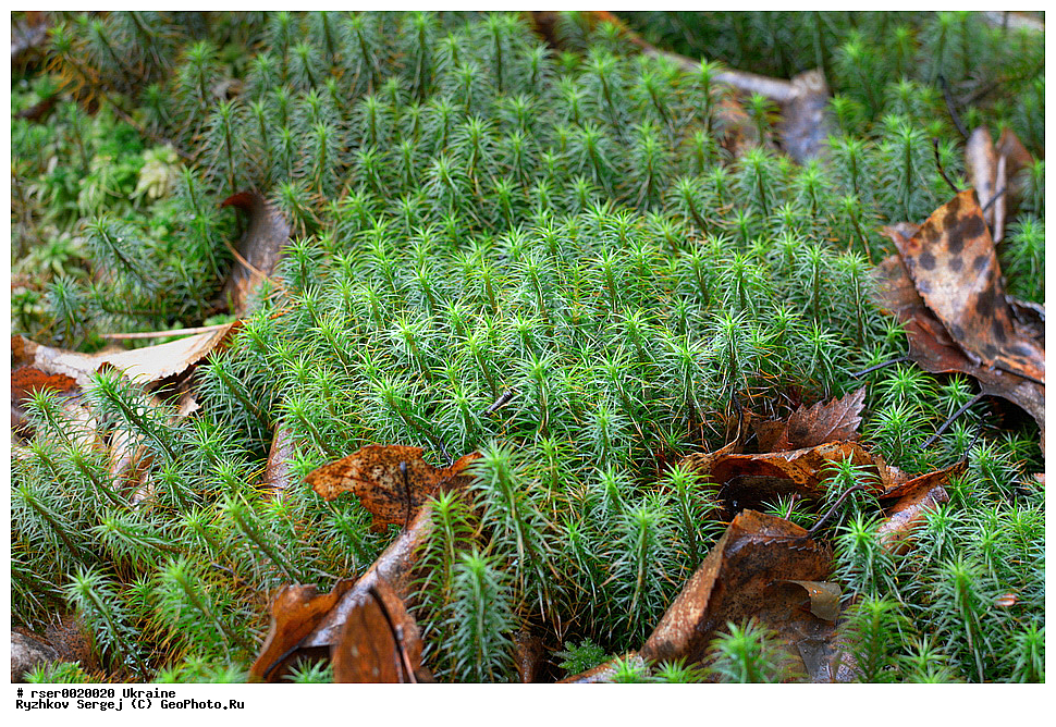 ������������ �������, �������, ������ ��������, �����, ���������� ��������, ������������ ��������, ������������ ��������, XYZ, ������������ Polytrichaceae, ������������ �������� ��, ������������ �������� ���, ���������� ������������, Polytrichum commune