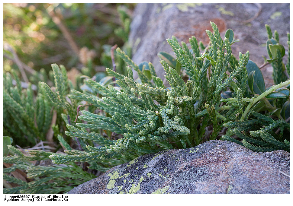 ������ ��������, �����, ���������� ��������, ������������ ��������, ������������ ��������, ���������, Lycopodiaceae