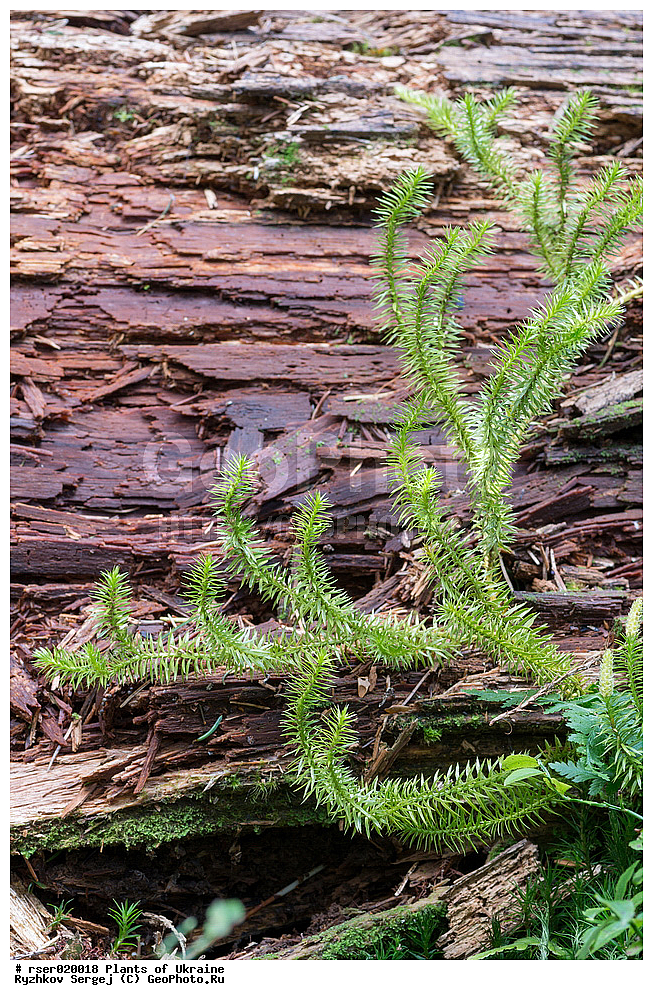 ������ ��������, �����, ���������� ��������, ������������ ��������, ������������ ��������, ���������, Lycopodiaceae