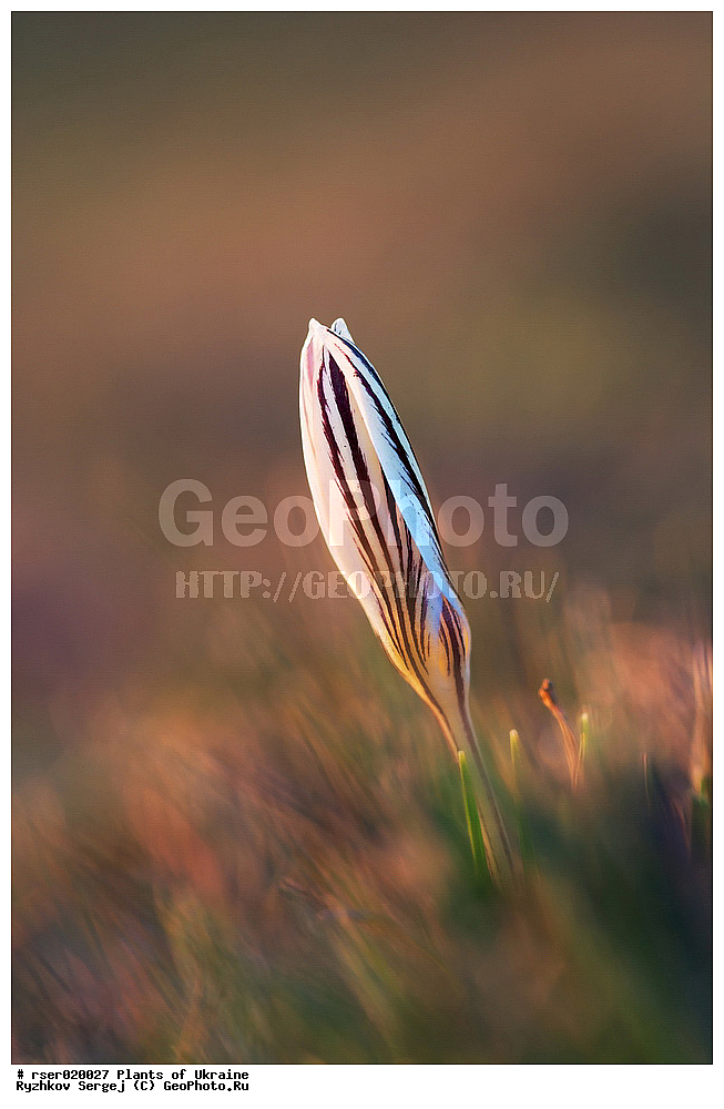 ������ ��������, �����, ���������� ��������, ������������ ��������, ������������ ��������, ������, �����, ��������, �����������, Iridaceae