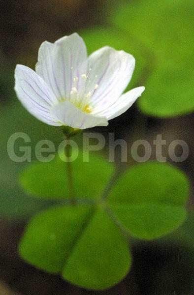 ������� (�����), ������, �����, ������, �������, ������ ����, ���������, ����������, ��������, �����, ������ ��������, �����, ���������� ��������, ������������ ��������, ������������ ��������, ����������� ��������, �����, ����������� ��������, �����, ����������� ��������, �����������, ������, �����, XYZ, ���������, Oxalidaceae, ������� ������������, ������ �������, Oxalis acetosella, Oxalis vulgaris, �����