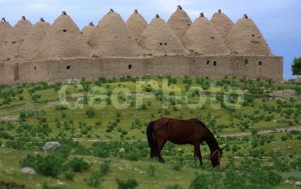 ������, ������