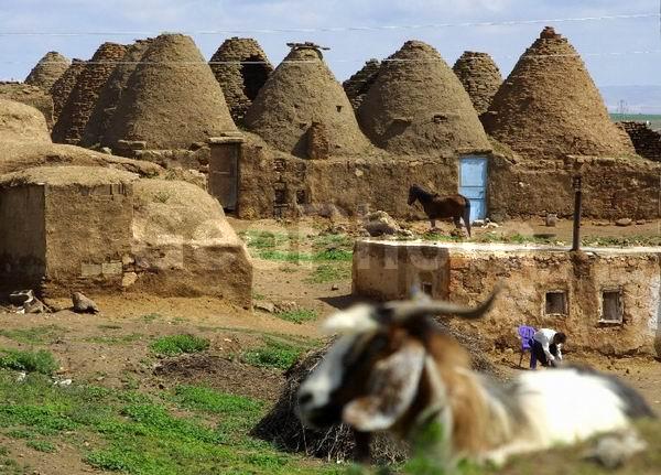 ������, ������