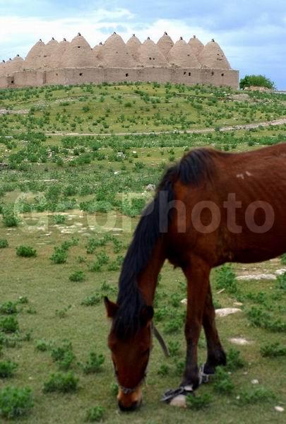 ������, ������