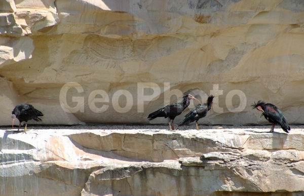 Geronticus eremita, ��������, ������, ����, ����� �����, �����, XYZ, ��������, Threskiornithidae, ������ ����