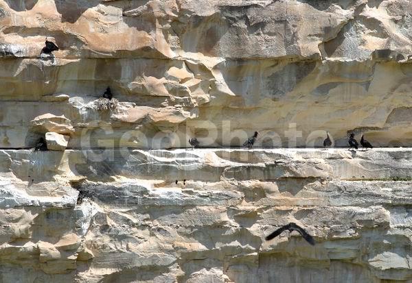 Geronticus eremita, ��������, ������, ����, ����� �����, �����, XYZ, ��������, Threskiornithidae, ������ ����