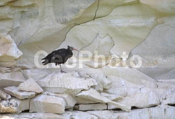 Geronticus eremita, ��������, ������, ����, ����� �����, �����, XYZ, ��������, Threskiornithidae, ������ ����