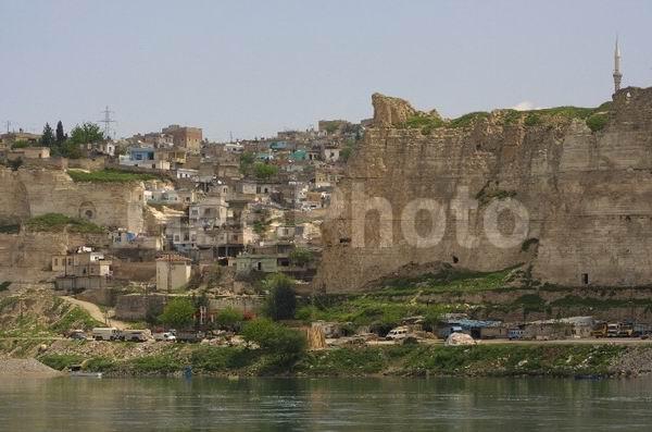 Geronticus eremita, ��������, ������, ����, ����� �����, �����, XYZ, ��������, Threskiornithidae, ������ ����