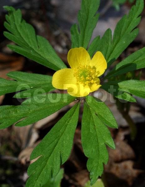 �����, ���������, ����������, ��������, �����