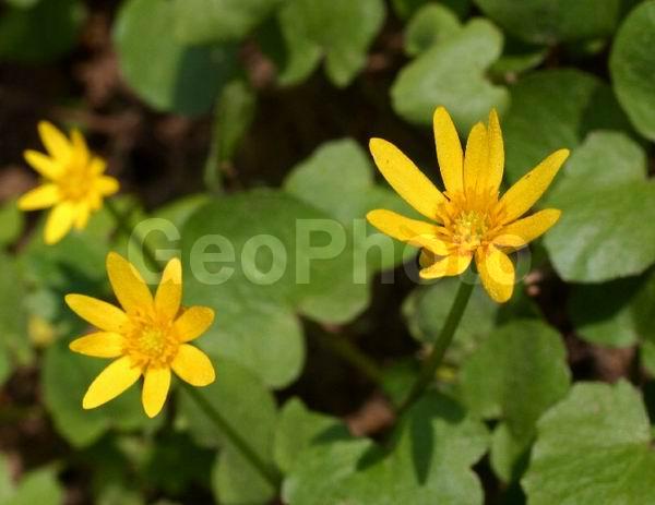 �����, ���������, ����������, ��������, �����