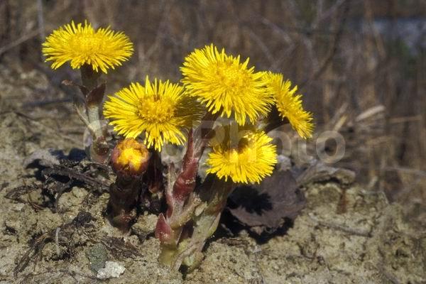 �����, ���������, ����������, ��������, �����