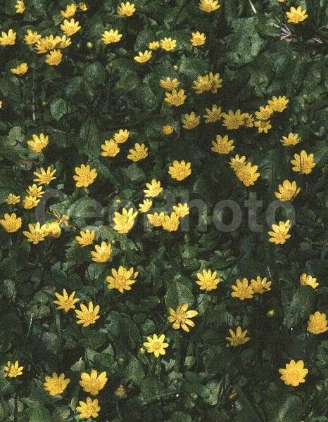 �����, ���������, ����������, ��������, �����