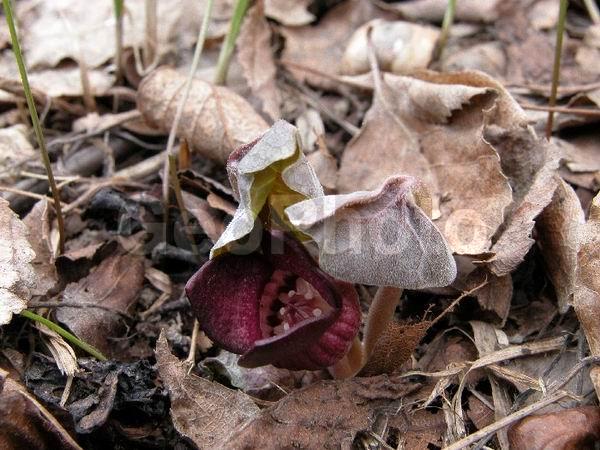 �����, ���������, ����������, ��������, �����