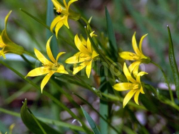 �����, ���������, ����������, ��������, �����