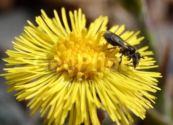 �����, ���������, ����������, ��������, �����