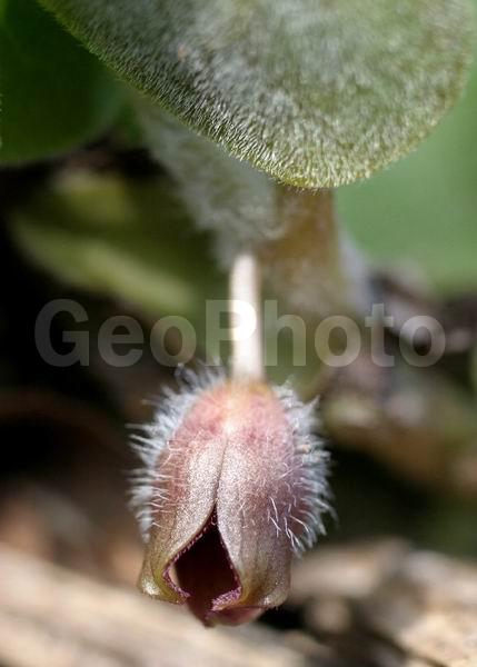 �����, ���������, ����������, ��������, �����