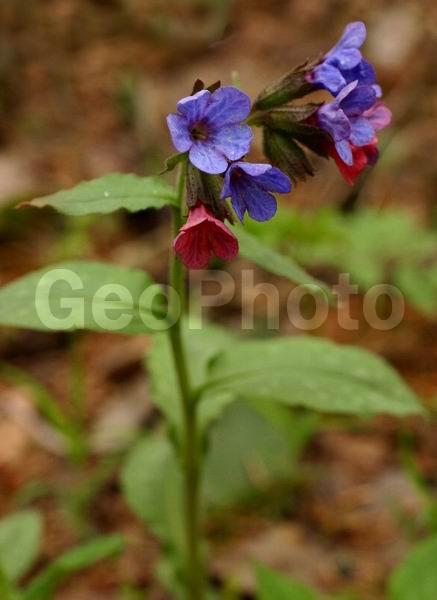 �����, ���������, ����������, ��������, �����