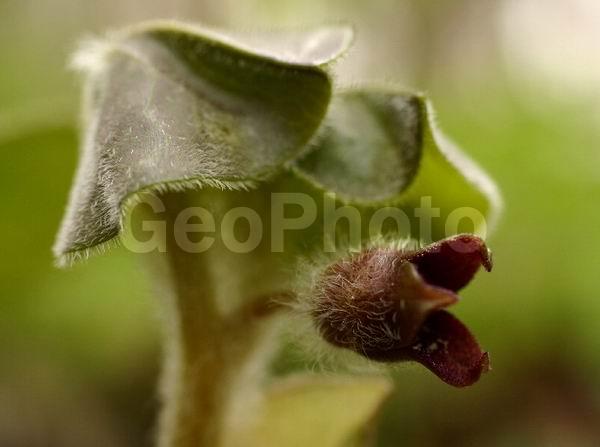 �����, ���������, ����������, ��������, �����