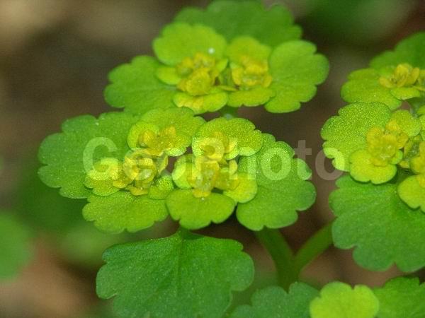 �����, ���������, ����������, ��������, �����