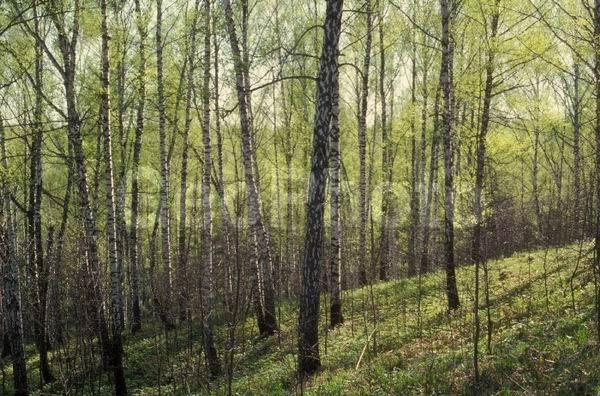 �����, ���������, ����������, ��������, �����