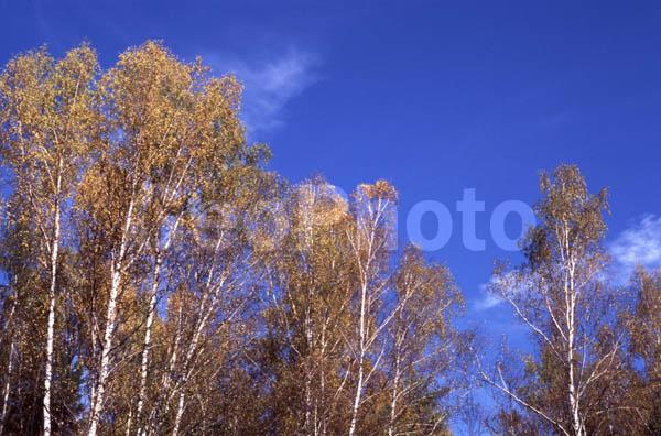 ���������� �������, ������, ������, �������� ��������, ������� ��������, ������ ������, ���, ����, ������, �����, ���������� �������