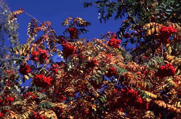 ���������� �������, ������, �����, ����� ������, ������, ���, ������, ������, ����, �����, ������, ���������� �������, �����