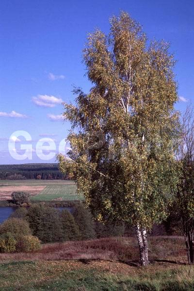 ���������� �������, ������, ������, ������������, ���, ����, �����, ������, ����, ������, ����, ���������� �������