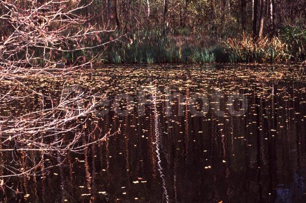 ���������� �������, ������, ���, ������, ��������, ���������, ����, ���������, ���������� �������